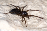 L'Amaurobe froce. Une femelle (Araneae - Amaurobiidae - Amaurobius ferox)